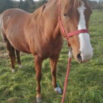 Pferd steht bei Blutegeltherapie entspannt auf Weide